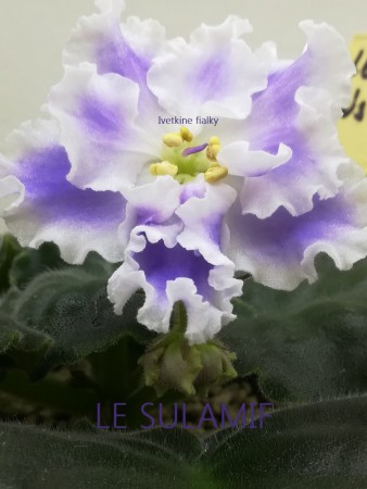 215. LE Sulamif